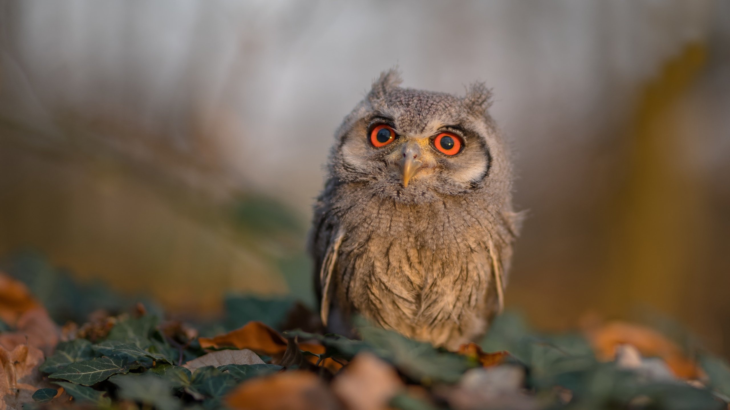 开云sport-时间静止前的轰鸣，爱德华兹燃爆全场，掘金压哨绝杀雷霆