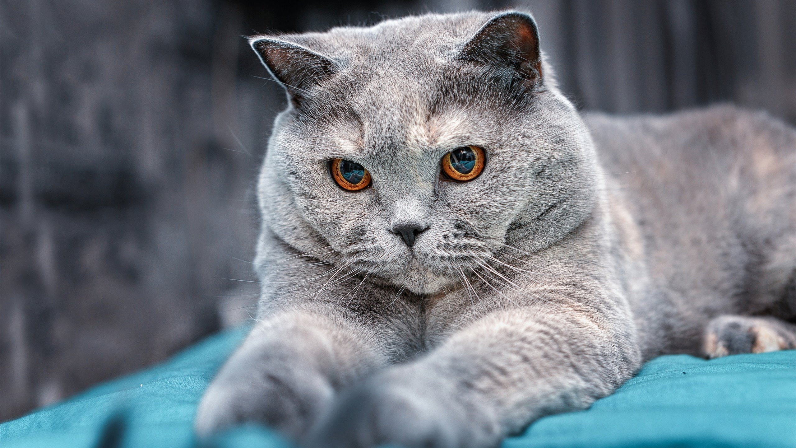 17.2秒,当莫兰特从罚球线飞过整个世界