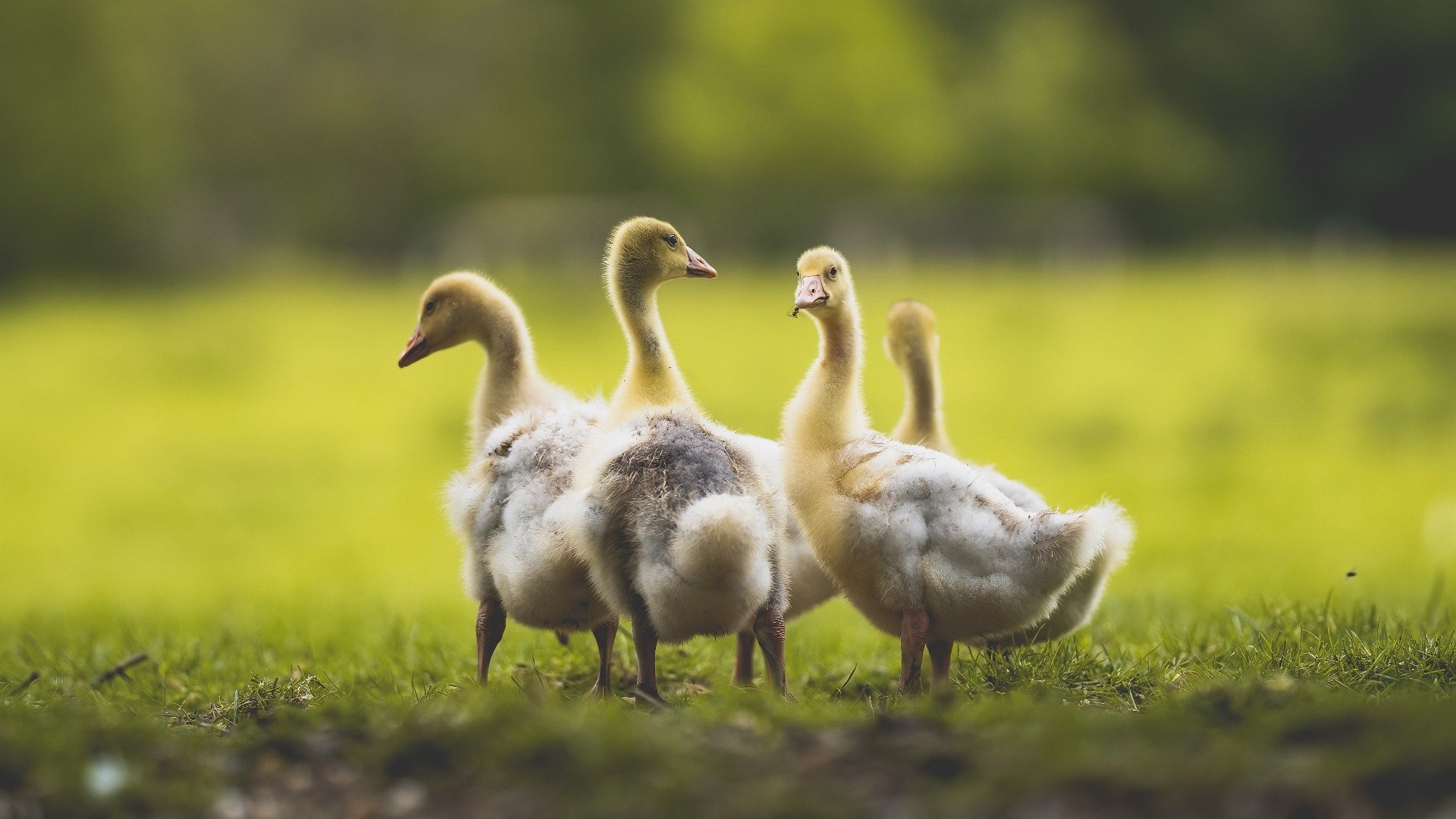 清晨与黄昏，命运齿轮在两个赛场同时转动