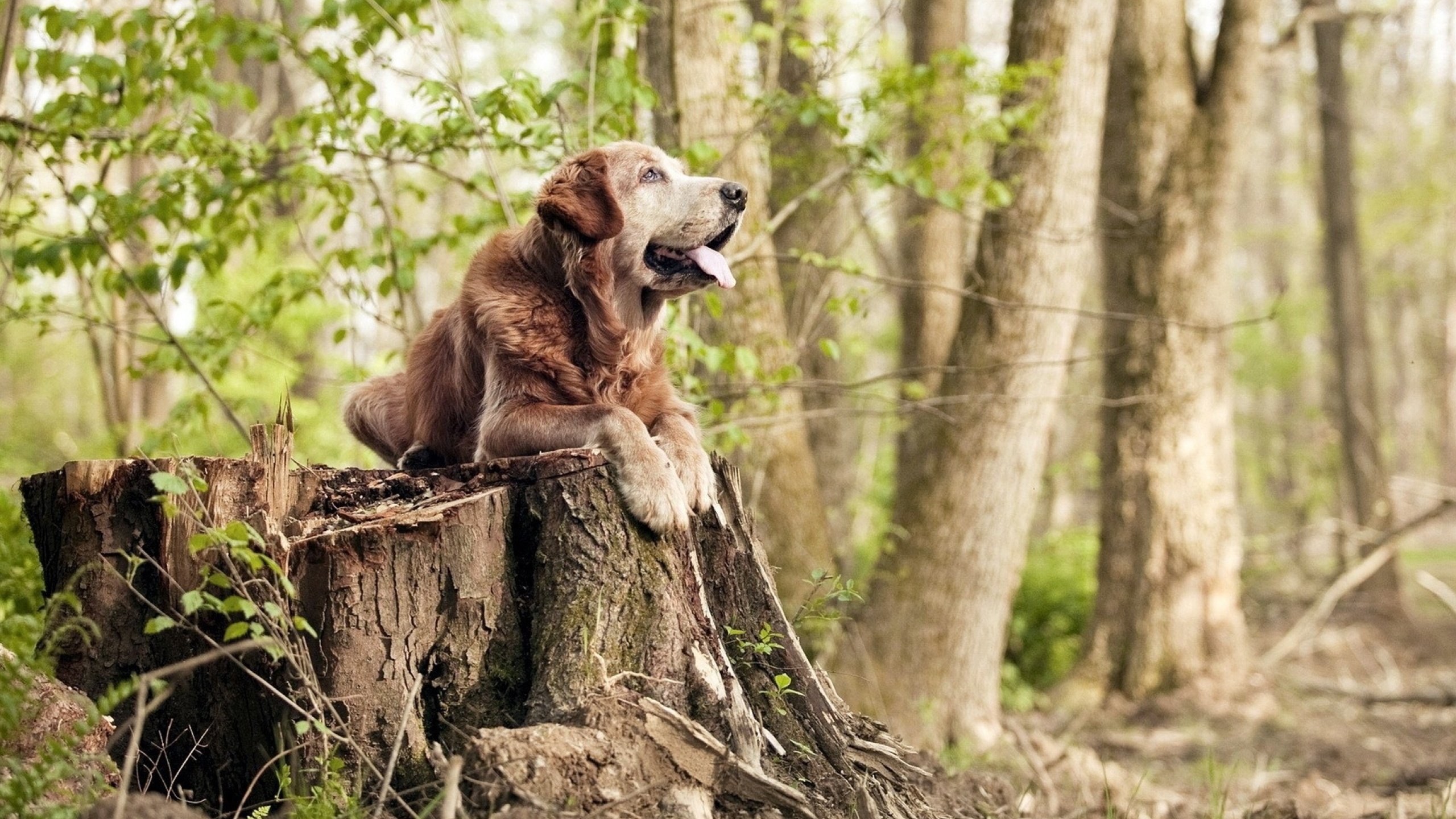 喀麦隆锋霸一击致命！阿森纳竟被最熟悉的陌生人压制