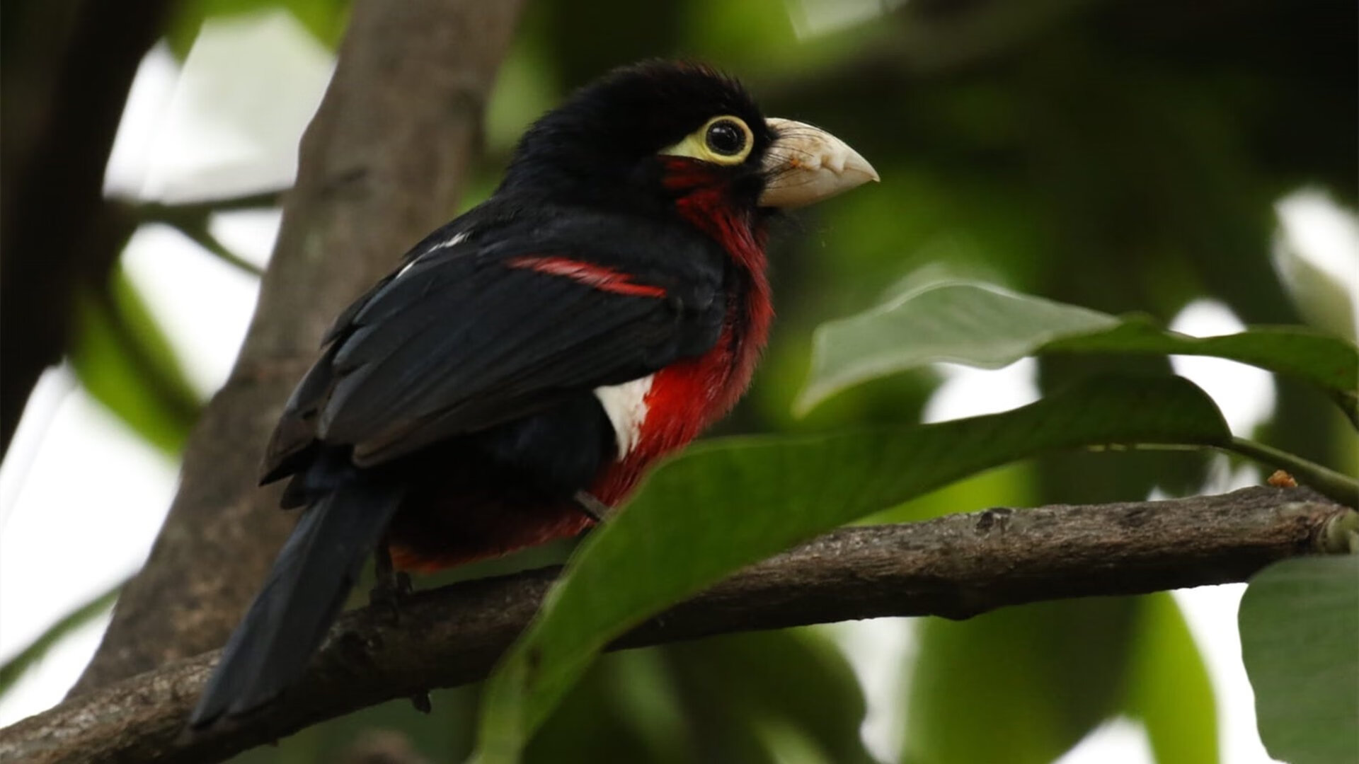 红色风暴,从巴林赛道到安联球场,西班牙力量的全球制霸