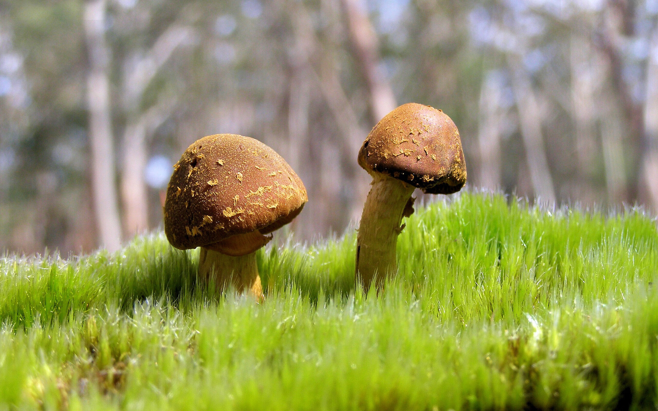 欧陆骑士勒沃库森与北美骑士，两种碾压，一种体育哲学