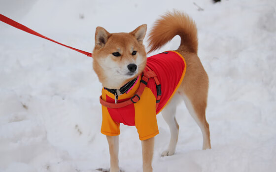 强权干涉与个人救赎,足球如何成为现代寓言