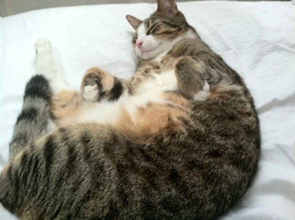 绿茵交响诗，当拜仁黄金阵遇上墨西哥独奏家阿克