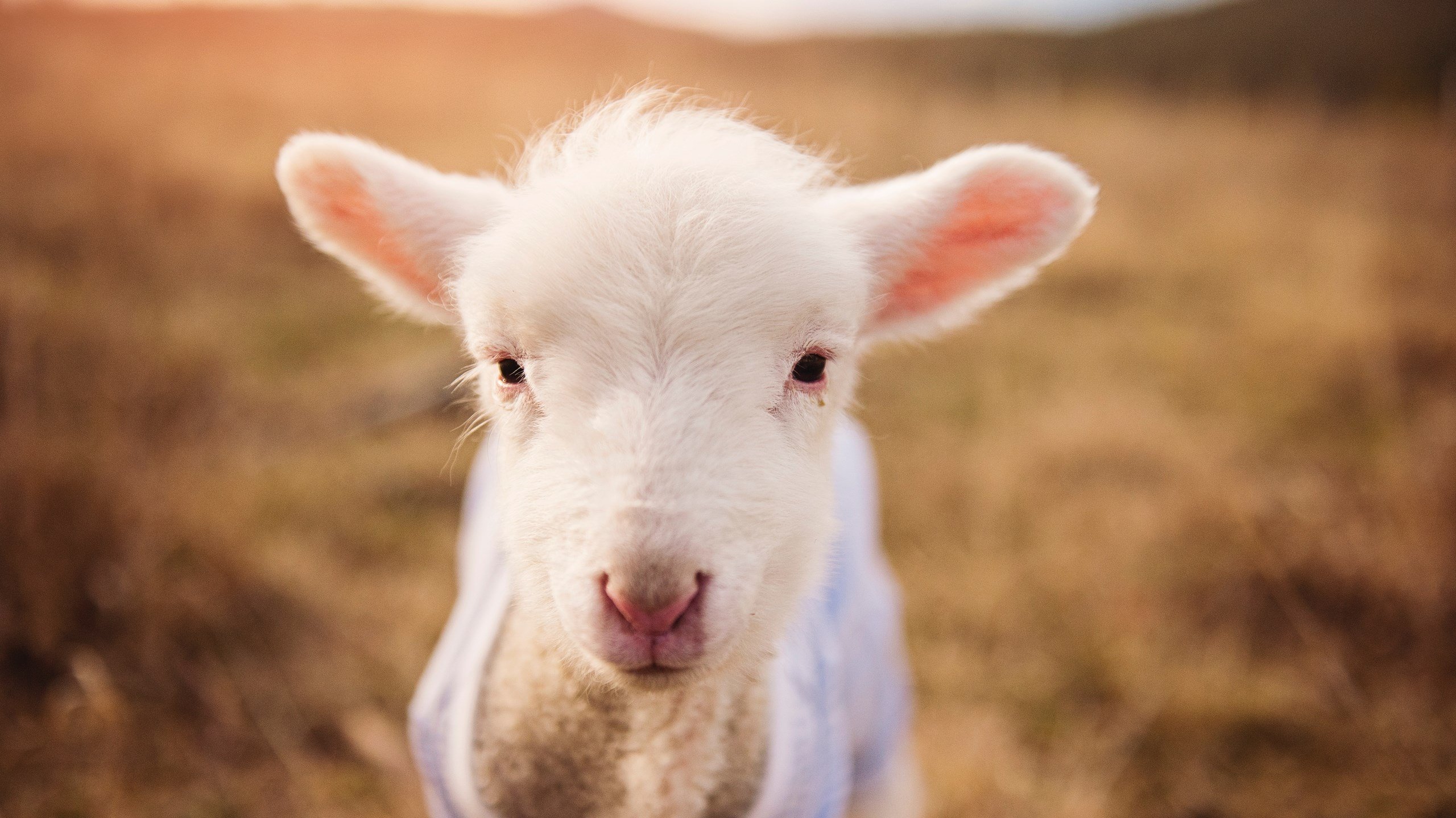 铁幕降临,死亡闭环,与不眠的秒针,一场跨越时空的篮球结绳