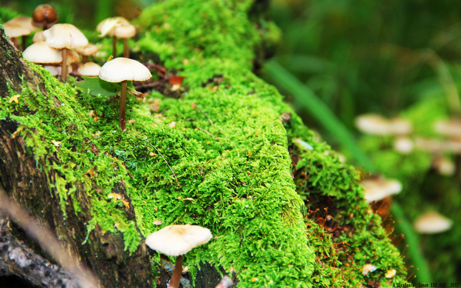 友谊赛舞台的璀璨之星，阿尔瓦雷斯关键战不手软，助秘鲁力克比利亚雷亚尔