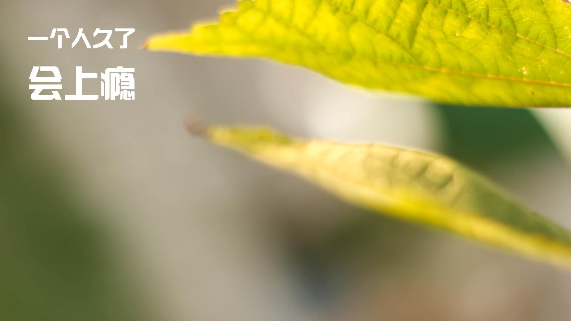 开云体育登录-青春风暴席卷天王山！魔术末节上演消失魔术，哈利伯顿的叹息响彻奥兰多