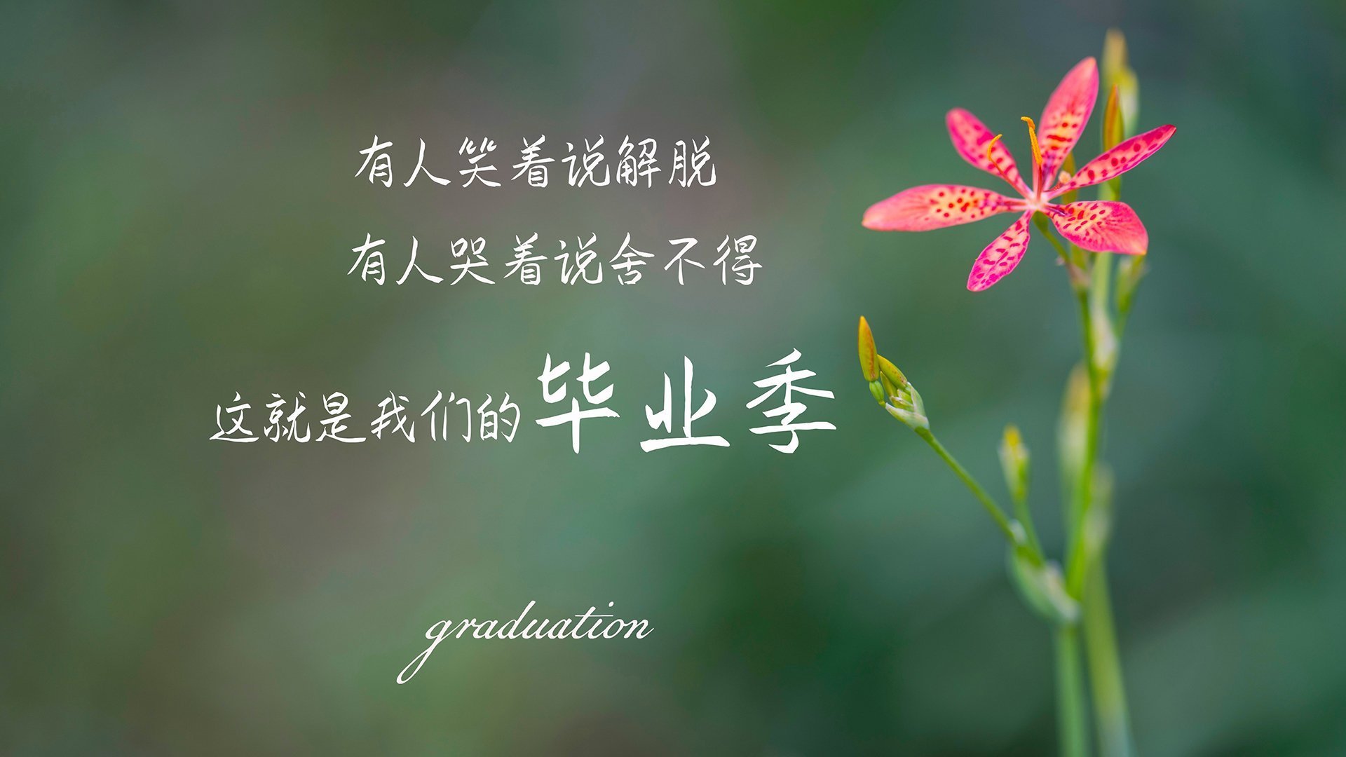 索菲亚的玫瑰与卡萨布兰卡的泪，2026世界杯E组，保加利亚用一场唯一的完胜，宣告德容时代的铁血归来