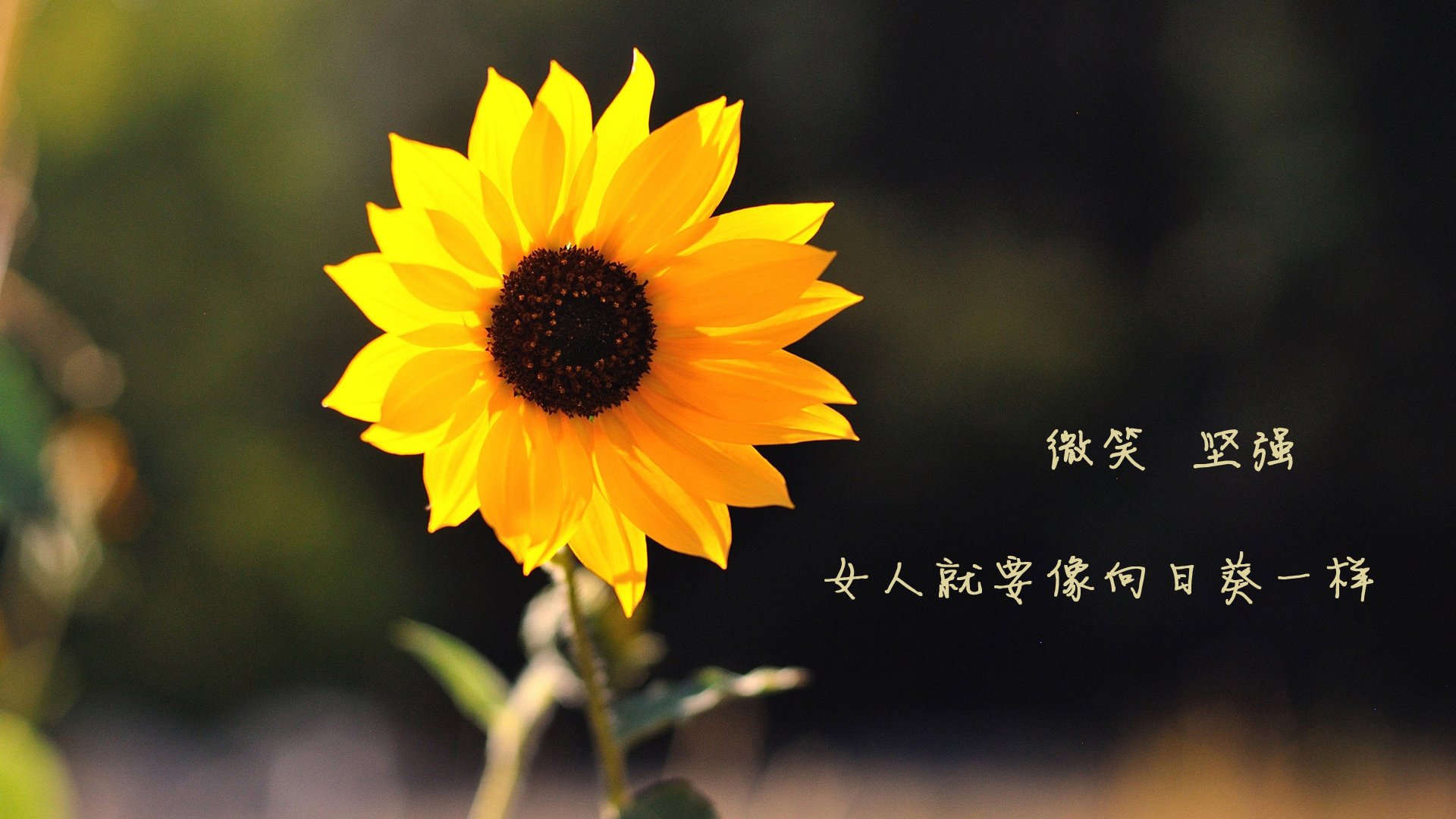 莱赫尼亚之夜,当德容的异乡之舞撕裂童话王国,匈牙利在B组风暴眼预言了一段命运